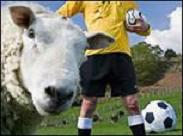 20070526095554-oveja-futbol.jpg